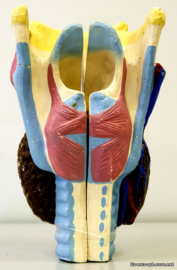 Рельефная модель гортани человека